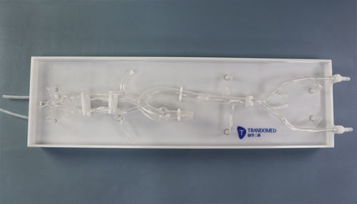 Внутричерепная модель кровеносных сосудов - SJX010-1 - Trando 3D Medical Technology - кровеносных сосудов / бедренной артерии / брюшная полость