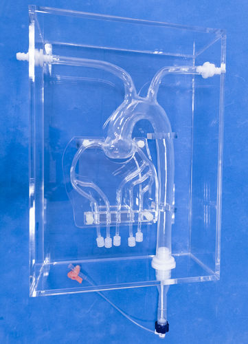 Анатомическая модель коронарных артерий - XXK001D - Trando 3D Medical Technology - артерии / для обучения / прозрачная