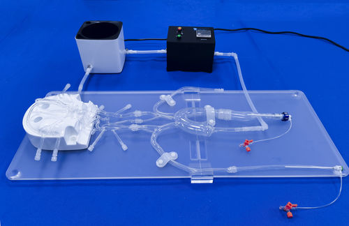 Внутричерепная модель кровеносных сосудов - SJX001 - Trando 3D Medical Technology - кровеносных сосудов / артерии / абдоминальная