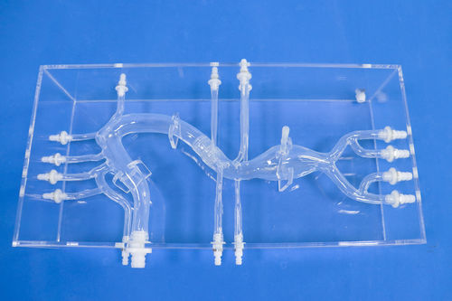 Анатомическая модель артерии - XXK002D - Trando 3D Medical Technology - бедренной артерии / абдоминальная / учебная