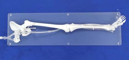Анатомическая модель для нижних конечностей - XXD004 - Trando 3D Medical Technology - мини-инвазивной хирургии / учебная / прозрачная