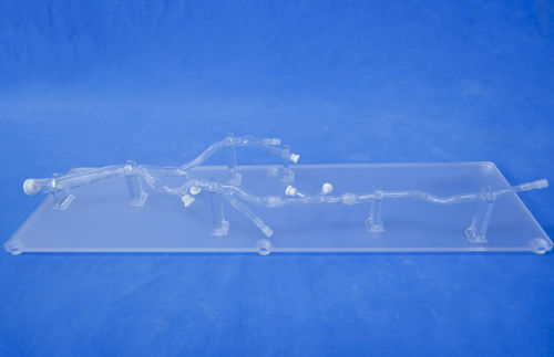 Анатомическая модель для нижних конечностей - XXD002 - Trando 3D Medical Technology - мини-инвазивной хирургии / учебная / прозрачная