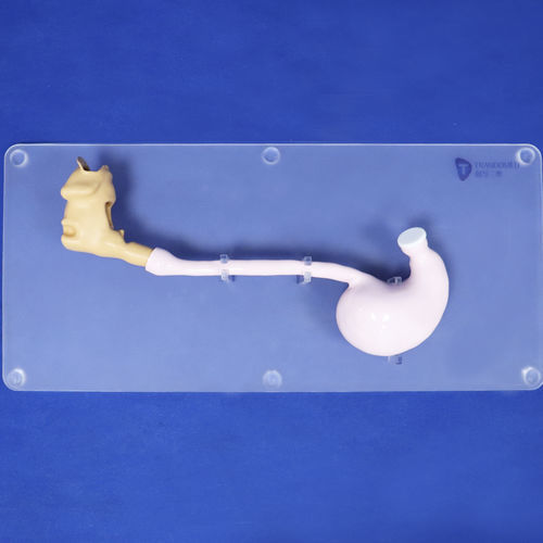 Анатомическая модель головы - XHG-11-9 - Trando 3D Medical Technology - желудка / пищевода / двенадцатиперстной кишки
