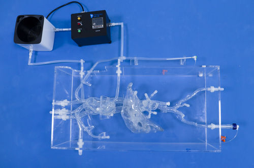 Модель кровеносных сосудов кровеносных сосудов - FBD003 - Trando 3D Medical Technology - артерии / полой вены / бедренной артерии