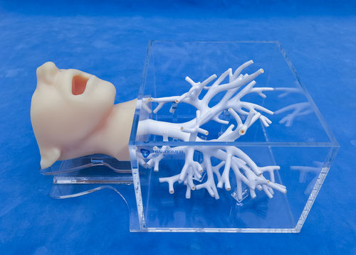 Анатомическая модель головы - ZQG-13-1 - Trando 3D Medical Technology - бронха / мини-инвазивной хирургии / учебная