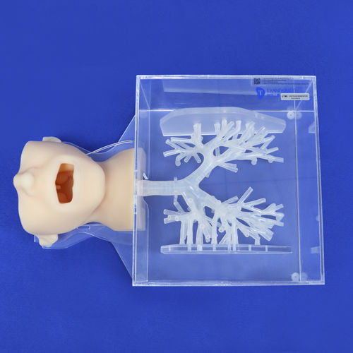 Анатомическая модель головы - ZQG-13-01 - Trando 3D Medical Technology - бронха / мини-инвазивной хирургии / учебная