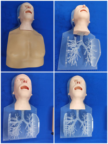Анатомическая модель головы - ZQG-13-02 - Trando 3D Medical Technology - бронха / мини-инвазивной хирургии / учебная
