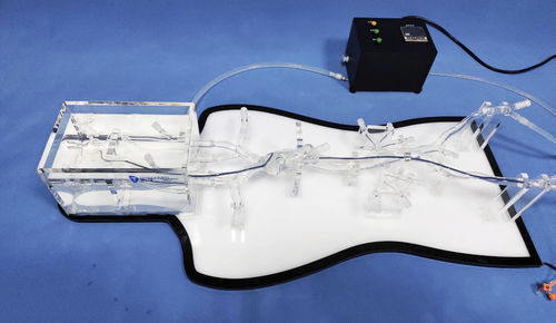 Анатомическая модель всего тела - NMVS-EDU021 - Trando 3D Medical Technology - мини-инвазивной хирургии / неврология / учебная