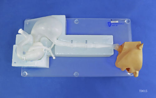 Анатомическая модель головы - XHG-11-8 - Trando 3D Medical Technology - желудка / пищевода / двенадцатиперстной кишки