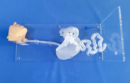 Анатомическая модель головы - XHG-11-03 - Trando 3D Medical Technology - желудка / пищевода / двенадцатиперстной кишки