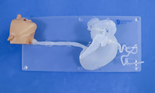 Анатомическая модель головы - XHG-11-2 - Trando 3D Medical Technology - желудка / пищевода / двенадцатиперстной кишки