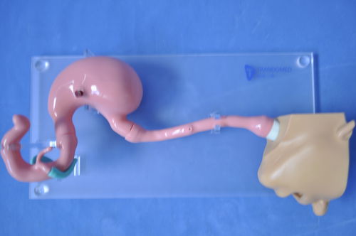 Анатомическая модель головы - XHG-11-1 - Trando 3D Medical Technology - желудка / пищевода / двенадцатиперстной кишки
