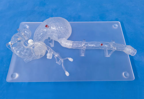 Анатомическая модель головы - XHG-11-7 - Trando 3D Medical Technology - желудка / пищевода / двенадцатиперстной кишки