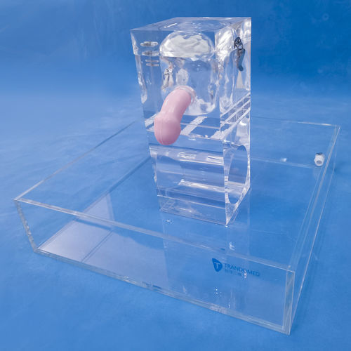 Анатомическая модель почки - MN-02-06 - Trando 3D Medical Technology - мочевого пузыря / мочеточника / мужской репродуктивной системы