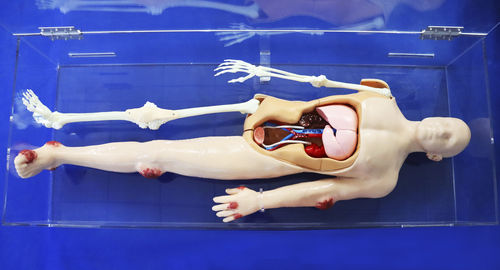Анатомическая модель всего тела - Trando 3D Medical Technology - сканер CT / гибкая