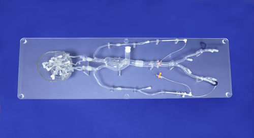 Анатомическая модель неврология - SJ001D-06 - Trando 3D Medical Technology - артерии / нервной системы / всего тела