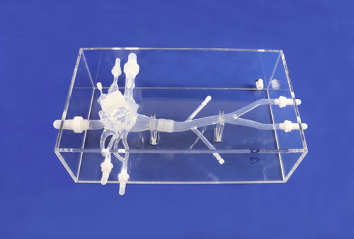 Модель кровеносных сосудов сердца - XX002J - Trando 3D Medical Technology - кровеносных сосудов / артерии / полой вены