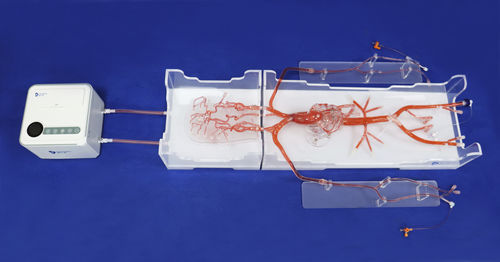 Ангиографическая модель кровеносных сосудов - QS002D-02 - Trando 3D Medical Technology - сердца / кровеносных сосудов / мозговая