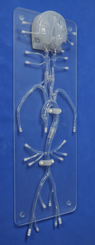 Внутричерепная анатомическая модель - SJ005D - Trando 3D Medical Technology - артерии / бедренной артерии / сонной артерии