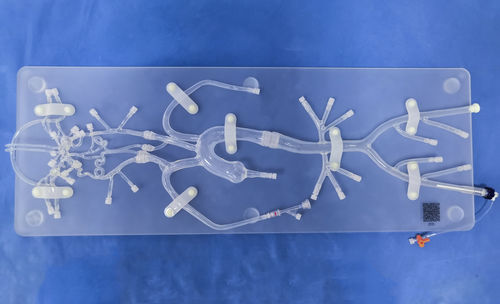 Внутричерепная анатомическая модель - SJ001D-06 - Trando 3D Medical Technology - мини-инвазивной хирургии / для нейрохирургии / учебная