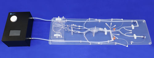 Модель кровеносных сосудов неврология - SJ001D-07 - Trando 3D Medical Technology - внутричерепная / кровеносных сосудов / артерии