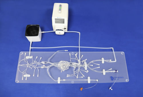 Ангиографическая модель кровеносных сосудов - QS002D-01 - Trando 3D Medical Technology - кровеносных сосудов / артерии / бедренной артерии