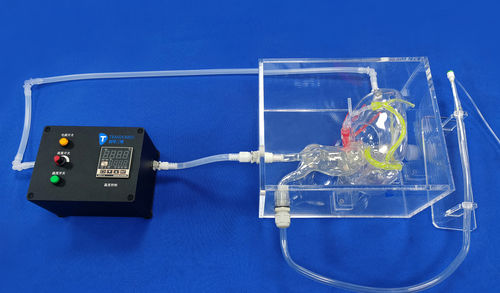 Модель кровеносных сосудов коронарных артерий - XXD005 - Trando 3D Medical Technology - кровеносных сосудов / для кардиологической хирургии / для образовательных целей