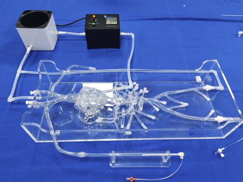 Модель кровеносных сосудов коронарных артерий - XXD002 - Trando 3D Medical Technology - кровеносных сосудов / артерии / бедренной артерии