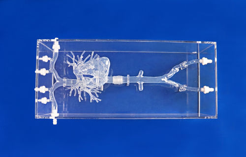 Модель кровеносных сосудов сердца - PA001-01 - Trando 3D Medical Technology - кровеносных сосудов / артерии / полой вены