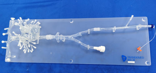 Модель кровеносных сосудов для сердца - PA001-03 - Trando 3D Medical Technology - кровеносных сосудов / артерии / для торакальной зоны