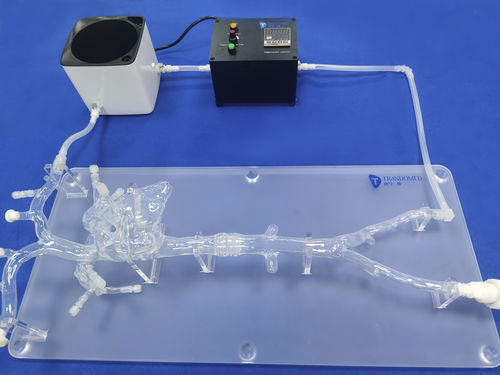 Модель кровеносных сосудов кровеносных сосудов - PA001-6 - Trando 3D Medical Technology - артерии / мини-инвазивной хирургии / учебная