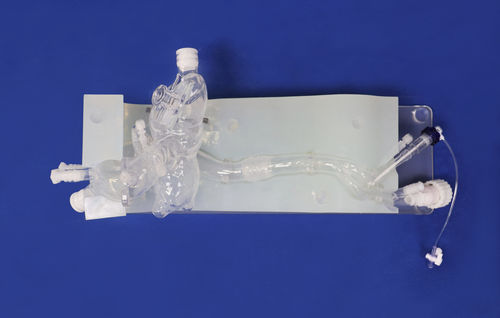 Модель кровеносных сосудов для сердца - XXD013 - Trando 3D Medical Technology - кровеносных сосудов / мини-инвазивной хирургии / учебная