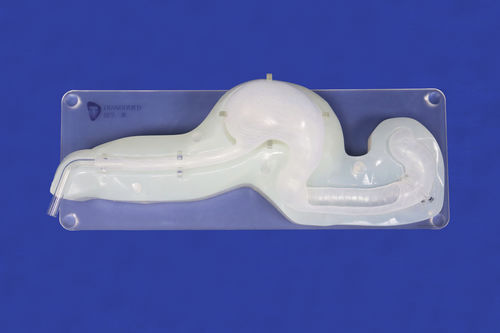 Анатомическая модель желудка - XHG-11-10 - Trando 3D Medical Technology - пищевода / двенадцатиперстной кишки / канала желчного пузыря