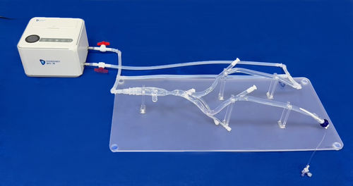 Анатомическая модель для нижних конечностей - XZJ004 - Trando 3D Medical Technology - кровеносных сосудов / для сосудистой хирургии / учебная