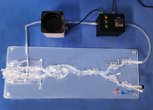 Модель кровеносных сосудов кровеносных сосудов - SJX006 - Trando 3D Medical Technology - всего тела / мини-инвазивной хирургии / учебная