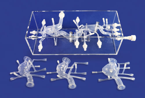 Анатомическая модель для сердца - FBD012 - Trando 3D Medical Technology - абдоминальная / кровеносных сосудов / учебная