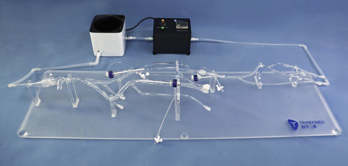 Анатомическая модель артерии - XZJ003 - Trando 3D Medical Technology - полой вены / вены / для нижних конечностей