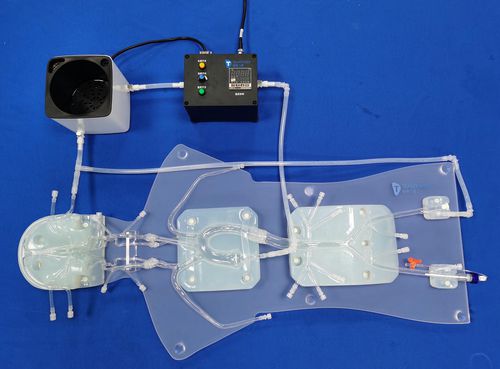 Ангиографическая модель кровеносных сосудов - QS001D-1 - Trando 3D Medical Technology - для сердца / кровеносных сосудов / артерии