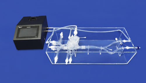 Анатомическая модель вены - XXS004J - Trando 3D Medical Technology - сердца / артерии / для нижних конечностей