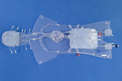Ангиографическая анатомическая модель - QS001D - Trando 3D Medical Technology - сердца / коронарных артерий / для сердца