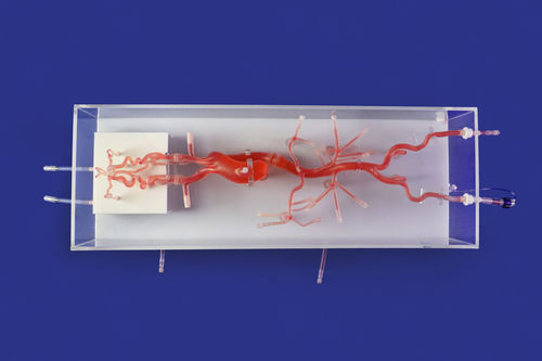 Модель кровеносных сосудов кровеносных сосудов - SJ001D-014 - Trando 3D Medical Technology - виллизиева круга / нерва / внутричерепная