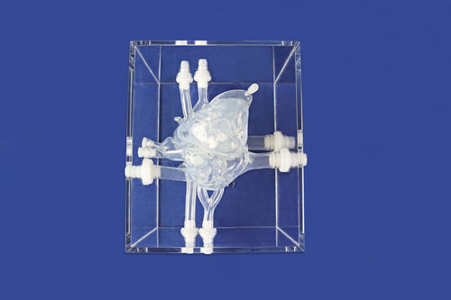 Модель кровеносных сосудов сердца - XXK001DJ-03 - Trando 3D Medical Technology - для кардиологической хирургии / учебная / прозрачная