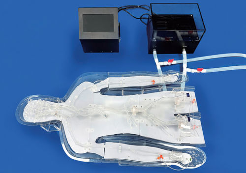 Модель кровеносных сосудов кровеносных сосудов - EVT011-01 - Trando 3D Medical Technology - виллизиева круга / всего тела / для сосудистой хирургии