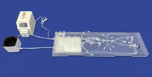 Модель кровеносных сосудов нерва - SJ001D-013 - Trando 3D Medical Technology - коронарных артерий / для брюшной аорты / неврология