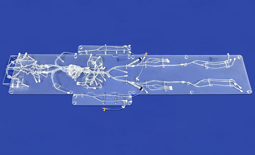 Модель кровеносных сосудов сердца - FA010D - Trando 3D Medical Technology - абдоминальная / бедренной артерии / сонной артерии