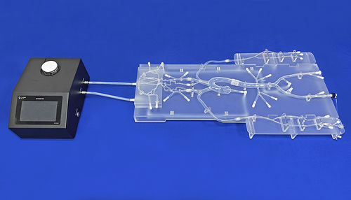 Абдоминальная модель кровеносных сосудов - SJ001D-015 - Trando 3D Medical Technology - бедренной артерии / кровеносных сосудов / для радиальной артерии