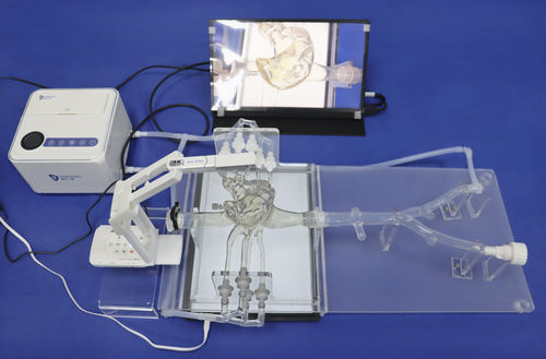 Модель кровеносных сосудов сердца - PV001 - Trando 3D Medical Technology - сонной артерии / кровеносных сосудов / коронарных артерий