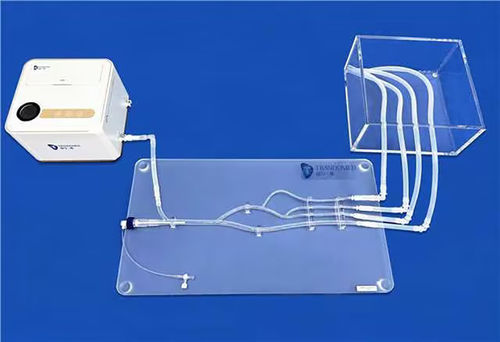 Модель кровеносных сосудов бедренной артерии - XZD009 - Trando 3D Medical Technology - кровеносных сосудов / учебная / прозрачная