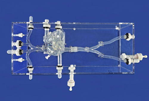 Модель кровеносных сосудов сердца - XX002J-02 - Trando 3D Medical Technology - вены / учебная / прозрачная