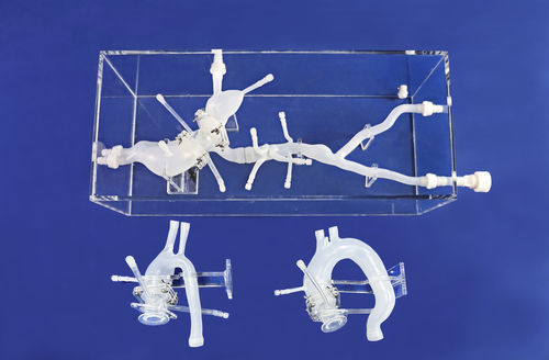 Модель кровеносных сосудов бедренной артерии - FBD014 - Trando 3D Medical Technology - для брюшной аорты / для подвздошной артерии / кровеносных сосудов